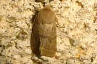 Orthosia cerasi