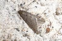 Alsophila aescularia