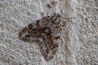 Trichopteryx polycommata