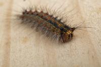 Lymantria dispar