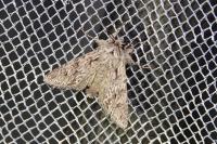 Xylocampa areola