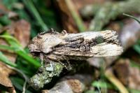 Egira conspicillaris