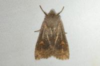 Eupsilia transversa