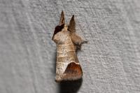 Clostera curtula