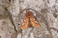 Panolis flammea