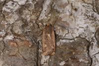 Conistra erythrocephala