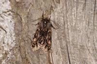 Brachionycha nubeculosa