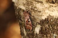 Orthosia gothica