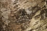 Biston strataria