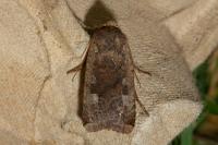 Conistra erythrocephala