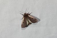 Ochropleura plecta