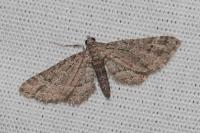 Gymnoscelis rufifasciata
