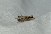 Egira conspicillaris