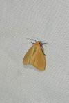 Wittia sororcula