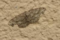 Ectropis crepuscularia