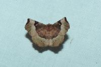 Selenia tetralunaria