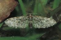 Eupithecia abbreviata