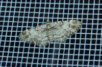 Gymnoscelis rufifasciata