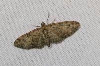 Eupithecia abbreviata