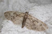 Eupithecia abbreviata