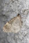 Xanthorhoe fluctuata