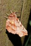 Selenia dentaria