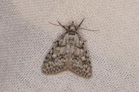Nola cicatricalis
