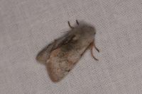 Perigrapha rorida