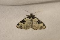 Xanthorhoe fluctuata