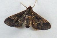 Duponchelia fovealis
