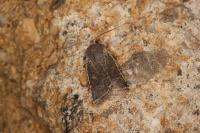 Spudaea ruticilla