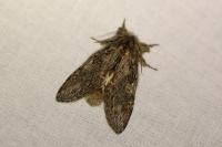 Peridea anceps