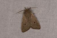 Orthosia cruda