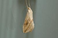 Evergestis forficalis