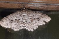 Ectropis crepuscularia