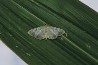 Patania ruralis