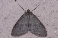 Trichopteryx carpinata