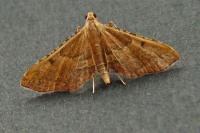 Endotricha flammealis