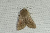 Orthosia cruda