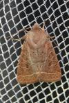 Orthosia cerasi