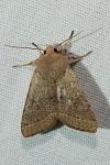 Orthosia cerasi