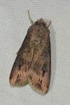 Agrotis ipsilon