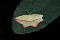 Timandra comae