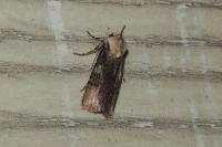 Agrotis puta