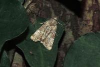 Mesoligia furuncula