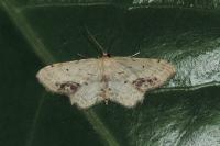 Idaea dimidiata