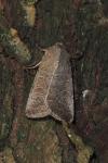 Hoplodrina ambigua