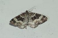 Epirrhoe alternata