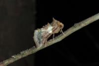 Diachrysia chrysitis/stenochrysis