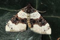 Cosmorhoe ocellata